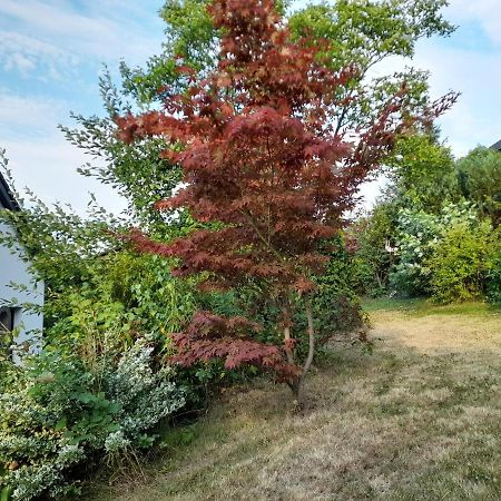 Haus Edda - Ferienwohnungen Mit Garten Und Schlossblick Marburg Exteriör bild